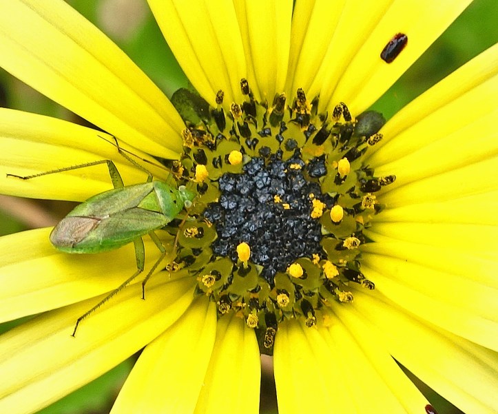 Green mirid on Arctotheca calendula flower