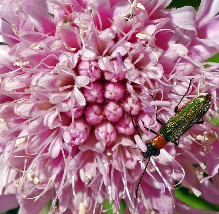 Mountain scabious (Pterocephalus dumetorum) from Gran Canaria with resident beetle