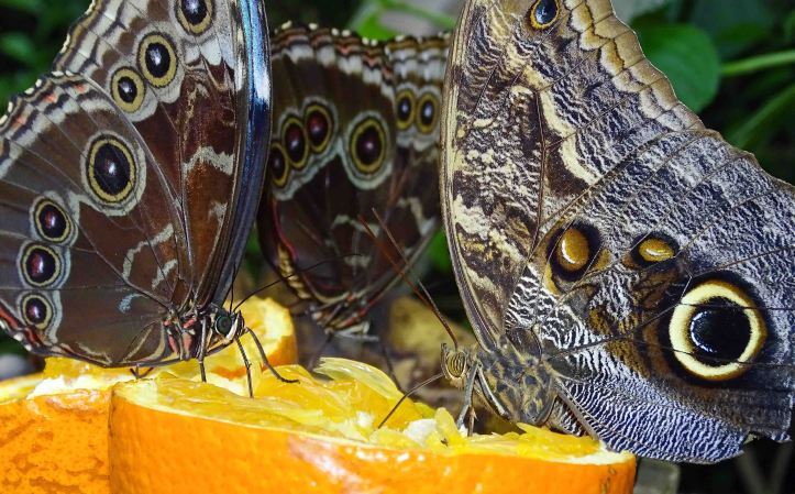 Owl butterfly (Caligo atreus) and morpho feeding on fresh fruit