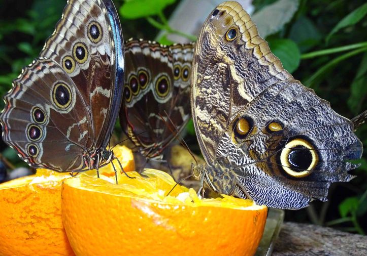 Owl butterfly (Caligo atreus) and morphos