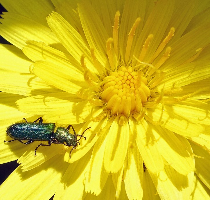 Psilothrix viridicaeruleus on Hawksbill flower