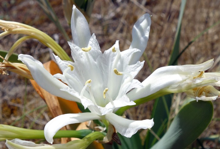 Sea daffodill (Pancratium maritimum) flowers are pollinated by hawk moths