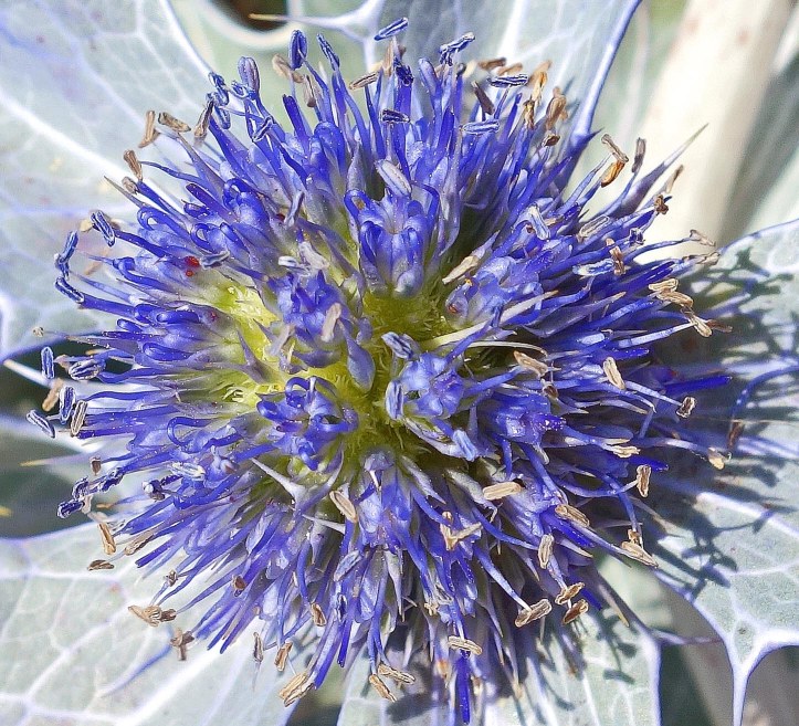 Sea Holly (Eryngium maritimum) attracts many different species of insects