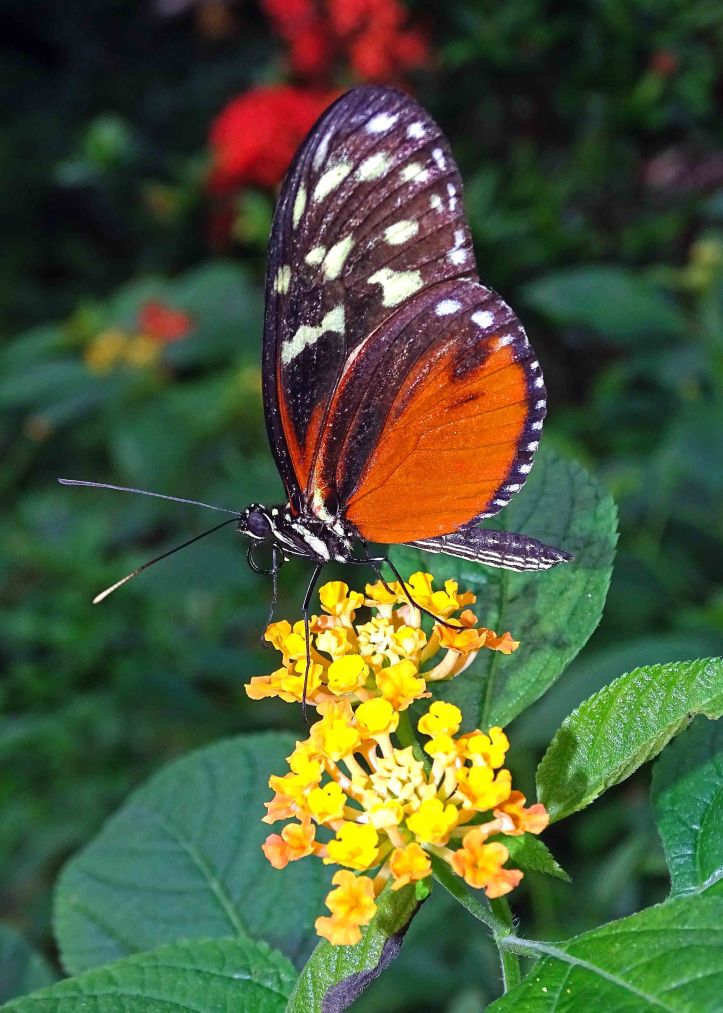 Tiger Longwing butterfly (Heliconius hecale) butterfly