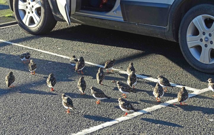 Turnstones waiting for scraps, Scarborough