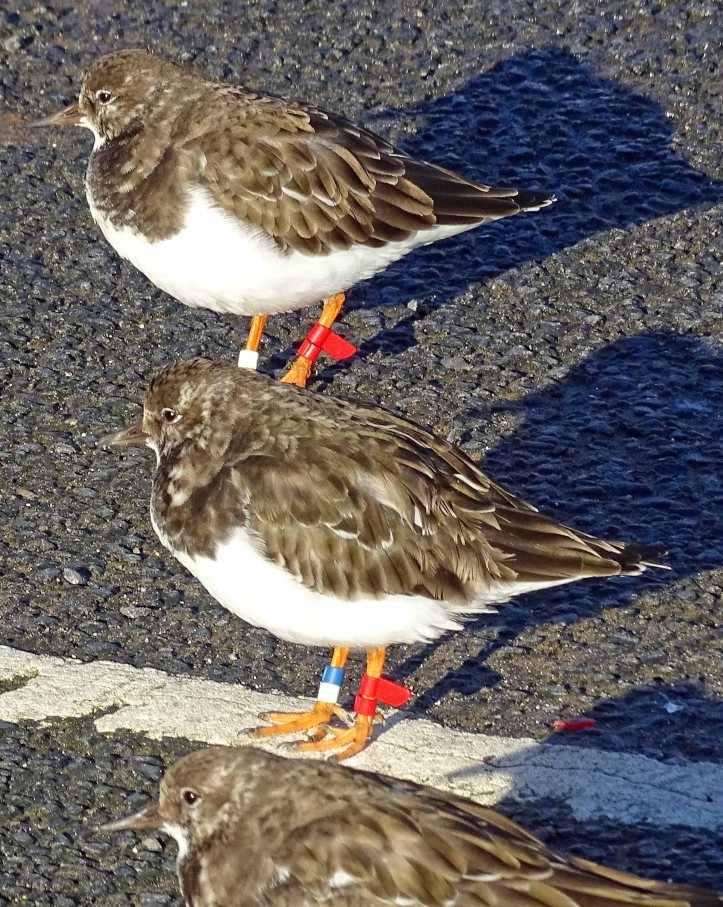 Turnstones with rings, Scarborough, 7th Nov 2015