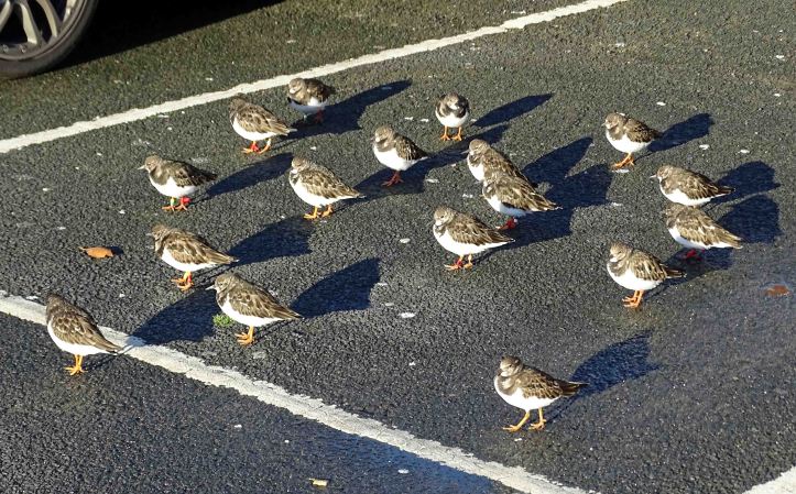 Turnstones with shadows, Scarborough