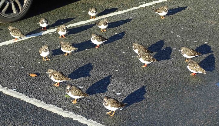 Turnstones with shadows, Scarborough