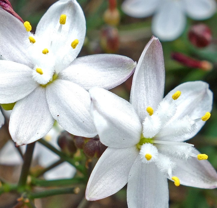 Small white flower - wind or insect pollinated? (I don't know)
