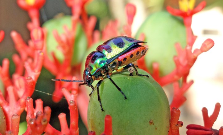 Lychee Shield Bug (Chrysocoris stolli, Scutelleridae) 