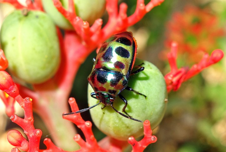 Lychee Shield Bug (Chrysocoris stolli, Scutelleridae)