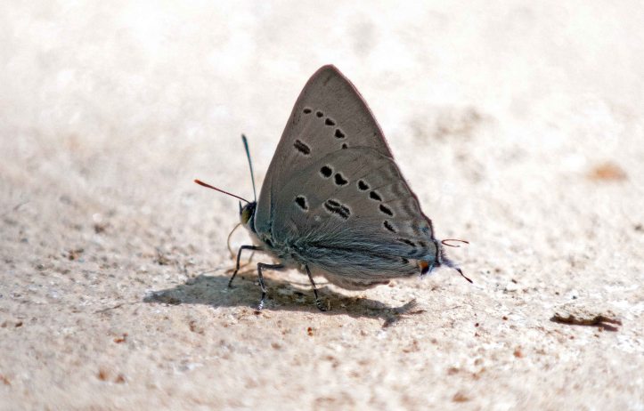 The Bi-spot Royal (Ancema ctesia)