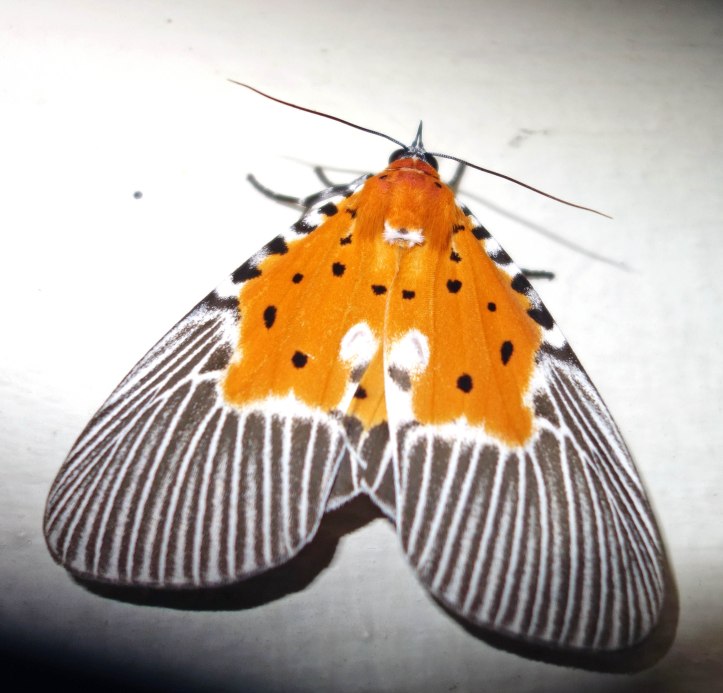Asota subfascia (Walker, 1854). IIjpg