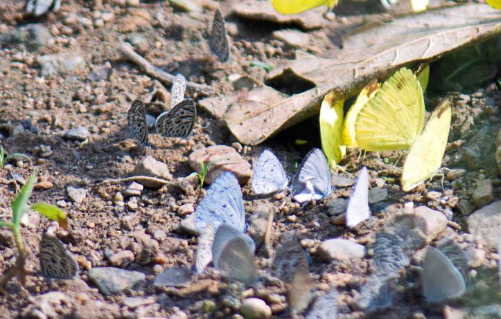 Blues and Yellows puddling away!