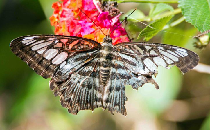 Clipper Parthenos sylvia apicalis male, highly worn and damaged