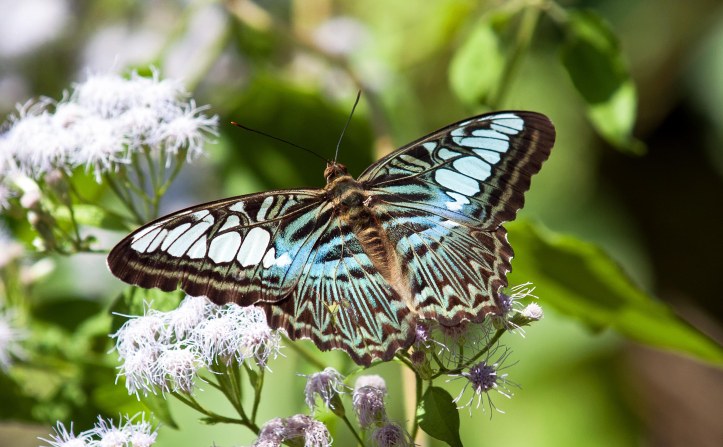 Clipper (Parthenos sylvia apicalis) male, with small beak mark