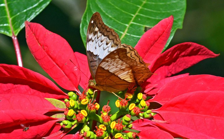 Thai Cruiser (Vindula erota erota) female