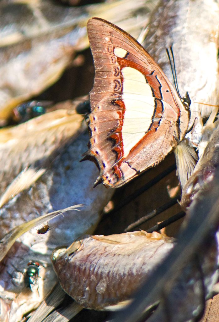 Common nawab (Polyura athamas) on fish