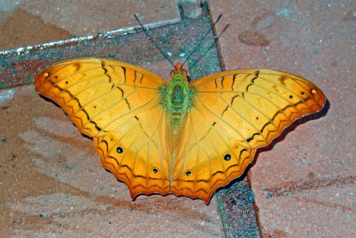 Thai Cruiser (Vindula erota ertota) male at Doi Chiang Dao 23 June 2011