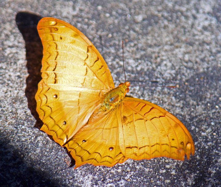 Thai Cruiser (Vindula erota erota) male No. 1 'Notch' 