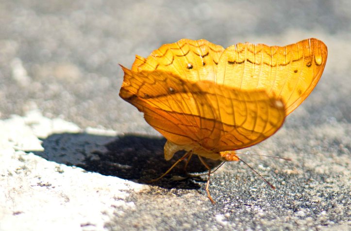 Thai Cruiser (Vindula erota erota) male No. 2 'Notched' depositing something with his abdomen