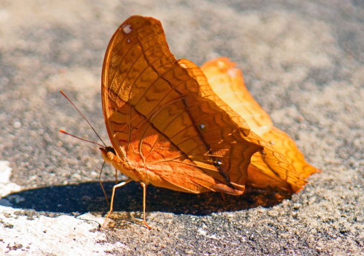 Thai Cruiser (Vindula erota erota) males puddling next to each other