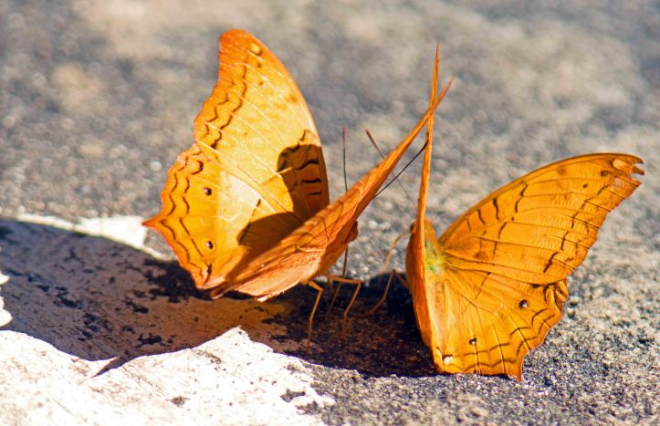 Thai Cruiser (Vindula erota erota) males puddling next to each other
