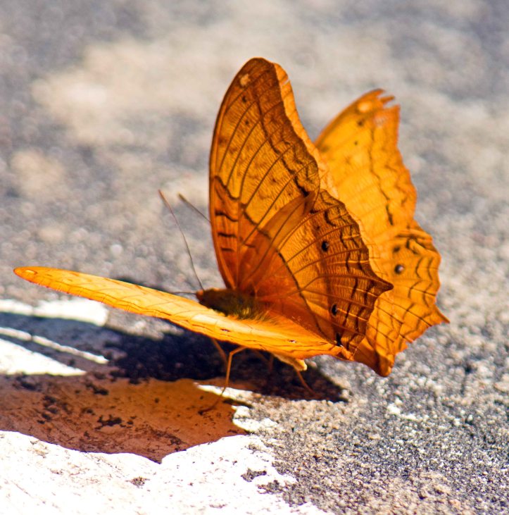 Thai Cruiser (Vindula erota erota) males side by side, wings pressed together