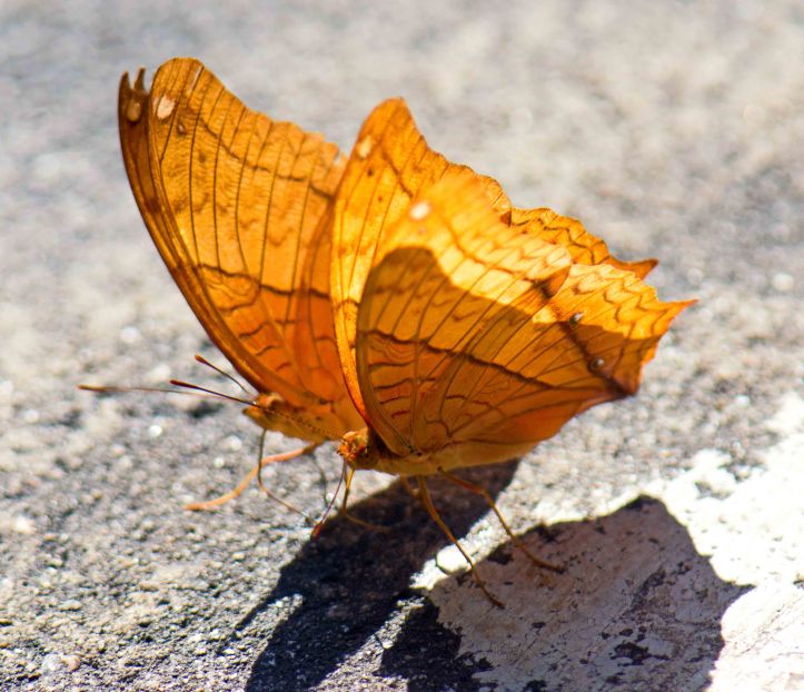 Thai Cruiser (Vindula erota erota) males, puddling side by side.