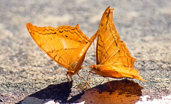Thai Cruiser (Vindula erota erota) males puddling from the same patch