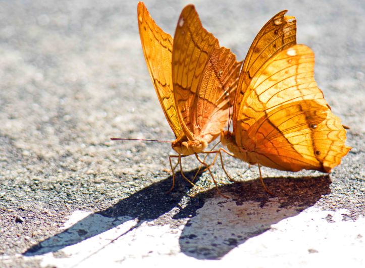 Thai Cruiser (Vindula erota erota) males puddling side by side