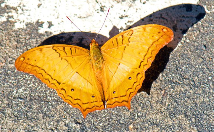 Thai Cruiser (Vindula erota erota) male Doi Chiang Dao, 30 Nov 2015