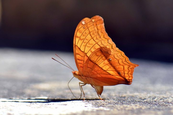 Thai Cruiser (Vindula erota erota) male No. 2 'Unmarked' 