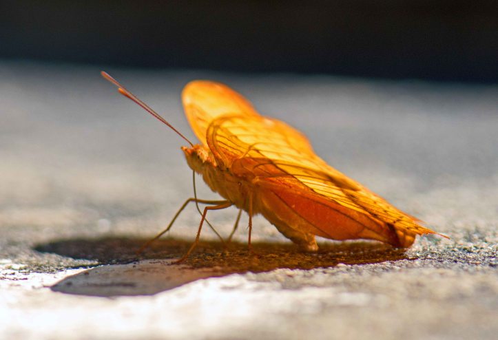 Thai Cruiser (Vindula erota erota) male No. 2 'Unmarked' 