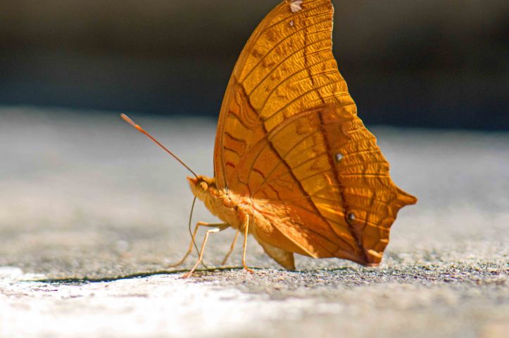 Thaai Cruiser (Vindula erota erota) male No. 2 'Unmarked' 