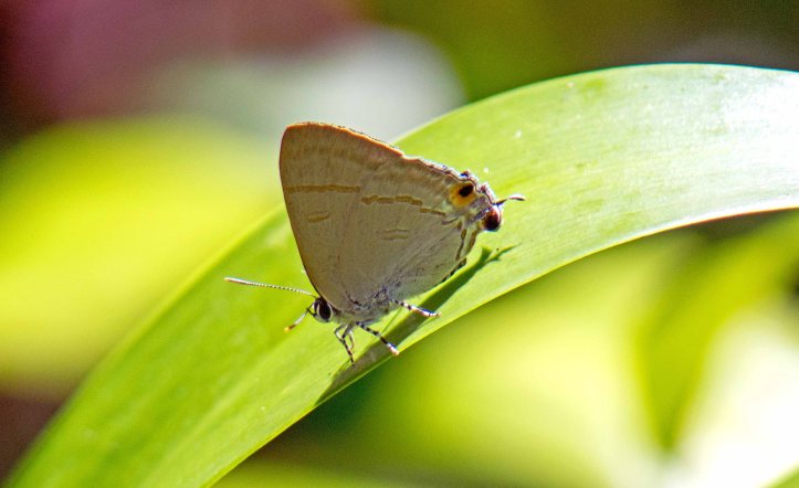 Fluffy Tit (Zeltus amasa amasa) resting on a leaf, wings folded
