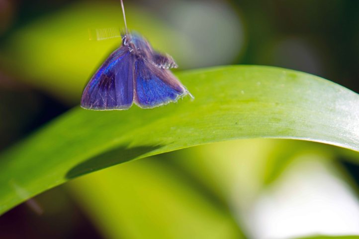 Fluffy Tit (Zeltus amasa amasa) immediately after take off showing a down-stroke 