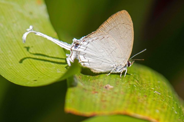Fluffy Tit (Zeltus amasa amasa) worn and damaged