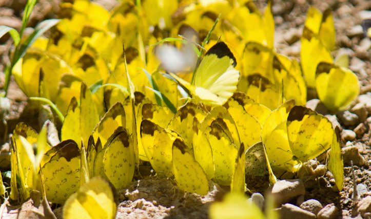 Aggregation of mainly Changeable Grass Yellows (Eurema simulatrix) and some Blues
