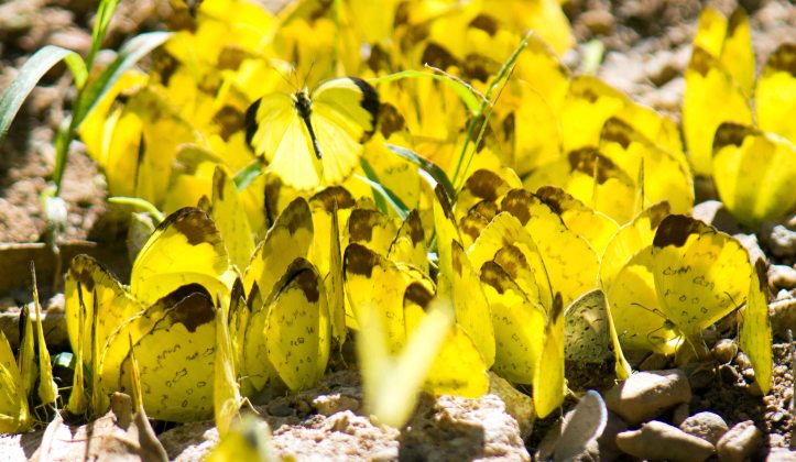 Aggregation of mainly Changeable Grass Yellows (Eurema simulatrix)