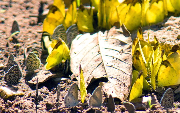 Hill or Changeable Grass Yellows, Zebra and Ciliate Blues