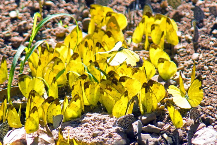 Aggregation of mainly Changeable Grass Yellows (Eurema simulatrix) and some Blues