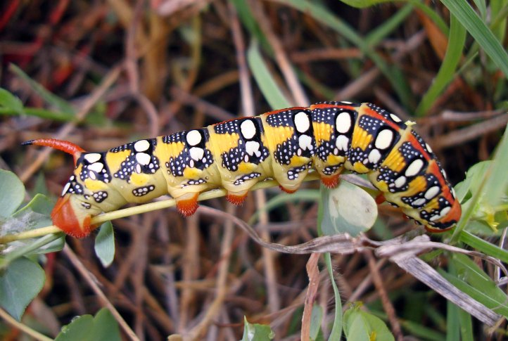Hyles_euphorbiae caterpillar (northern Greece)