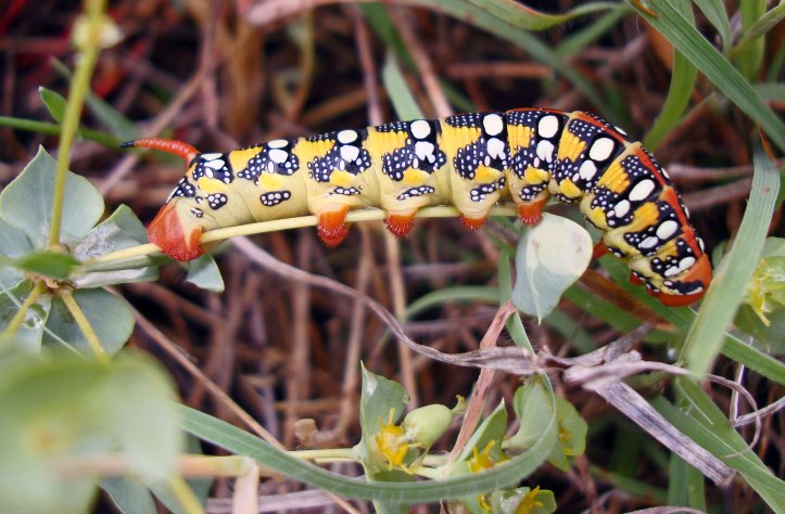 Hyles euphorbiae caterpillar (Macedonia, Greece)