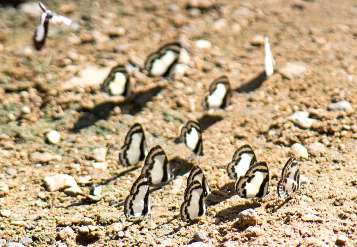 Straight and Banded Blue Pierrots 