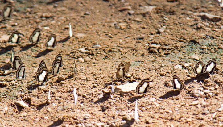 Straight, Elbowed and Banded Blue Pierrots
