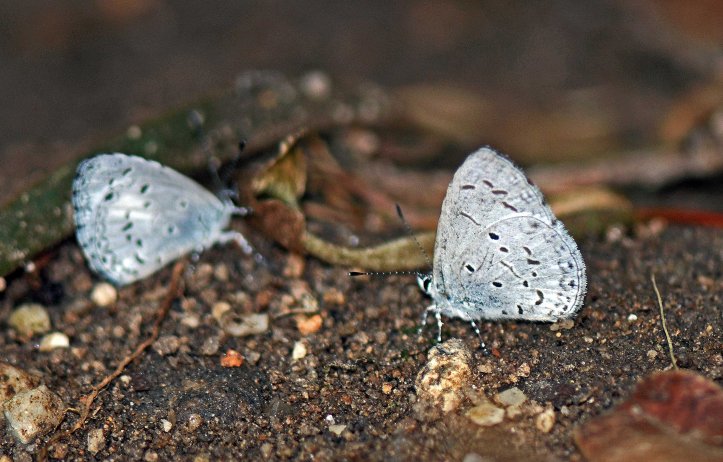 The Plain Hedge Blue, Celastrina lavendularis 