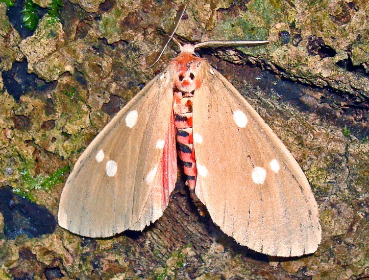 Tinolius eburneigutta