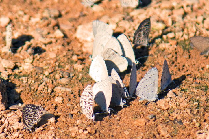 Zebra and Plain Hedge Blues