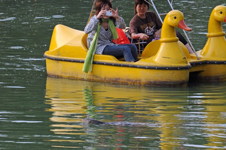 Boaters in Lumpini Park photographing a swimming monitor lizard
